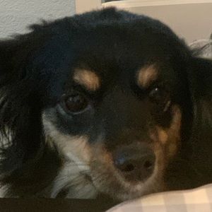 Meet your Posher, Dama